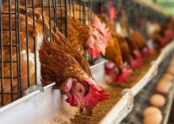 Factory farming is animal cruelty, says world’s animal rights body