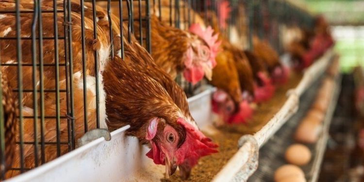 Factory farming is animal cruelty, says world’s animal rights body