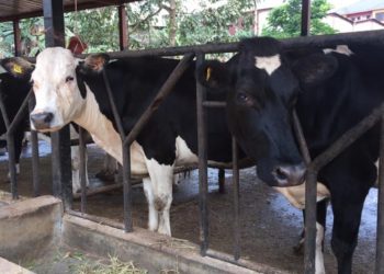 DI International Premium Farm Excels in Urban Breeding and Improved Milk Production