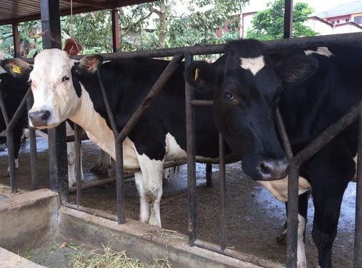 DI International Premium Farm Excels in Urban Breeding and Improved Milk Production
