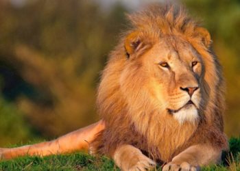 Can’t we live in Harmony with King of the Jungle? Bad news as Continent Africa loses a whopping 180,000 Lions