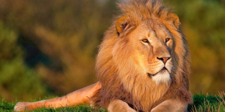 Can’t we live in Harmony with King of the Jungle? Bad news as Continent Africa loses a whopping 180,000 Lions